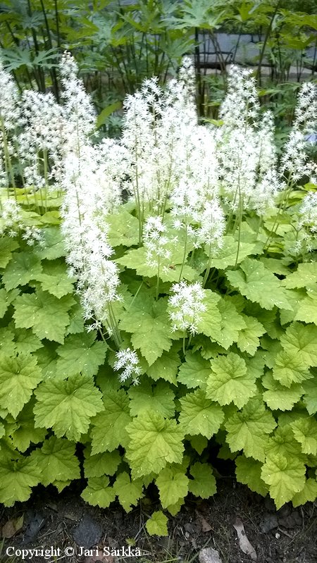  Tiarella cordifolia, rnsytiarella 